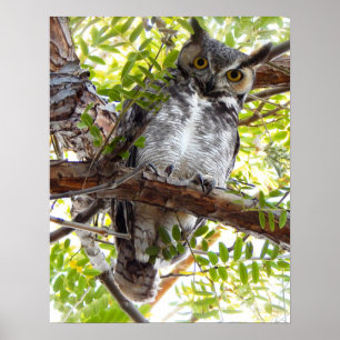 Poster Chouette regardant vers le bas de la branche