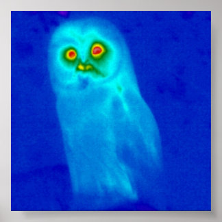 Poster chouette sage