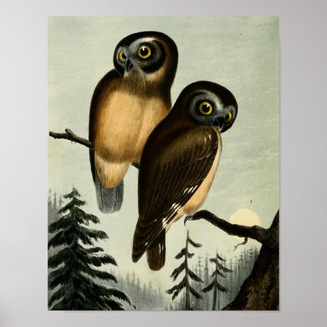 Poster Chouette vintage de Kirtlands (Devant)