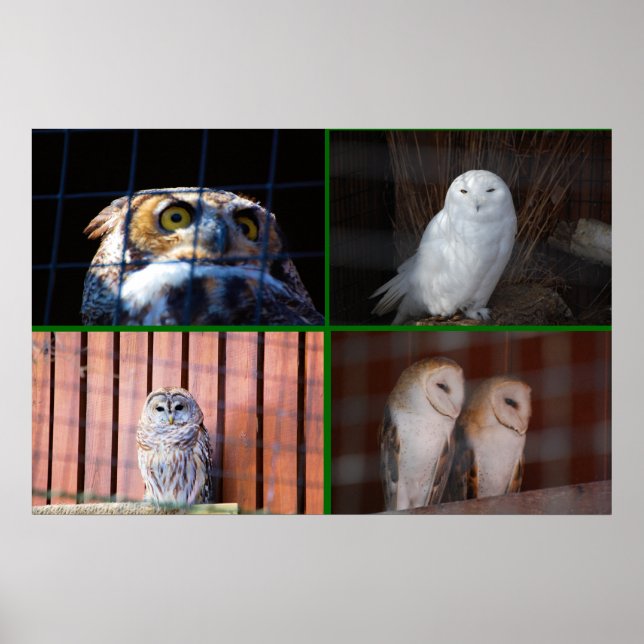 Poster Chouettes (Devant)