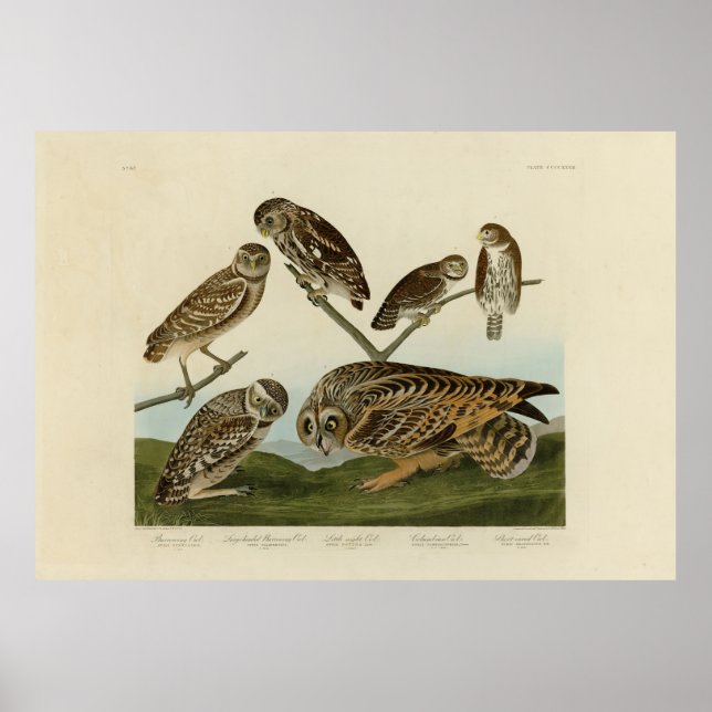 Poster Chouettes brulantes - d'Audubon's Birds of America (Devant)