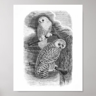 Poster Chouettes neigeuses Dessin Vintage noir et blanc