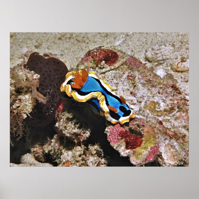 Poster Chromodoris rampant (Devant)