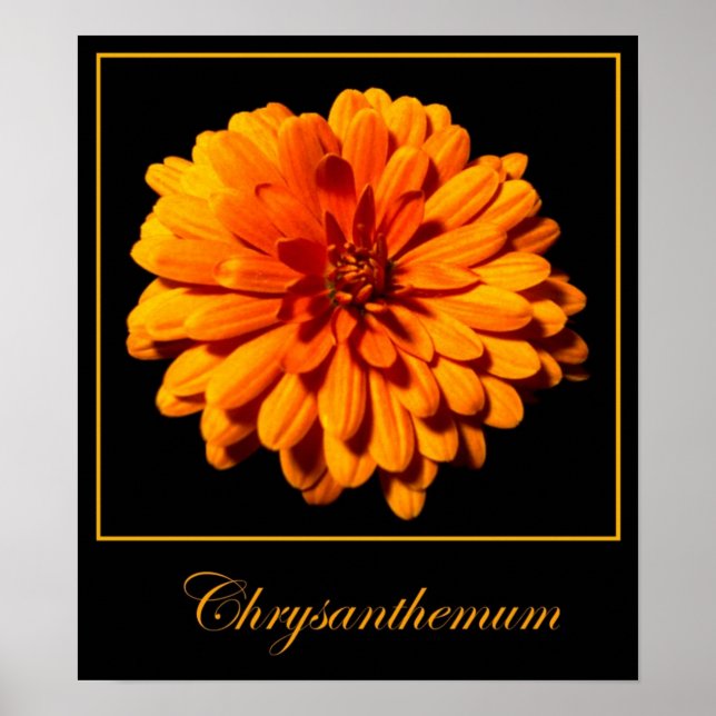 Poster Chrysanthème (Devant)