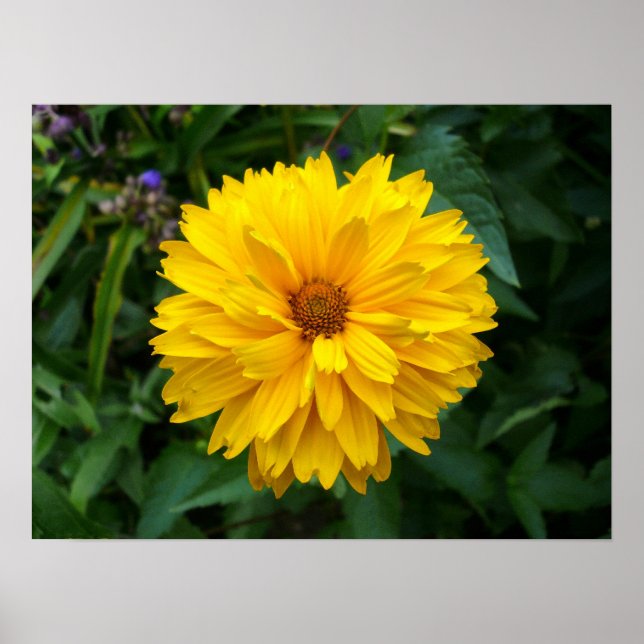 Poster Chrysanthème jaune (Devant)