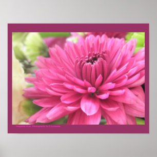 Poster Chrysanthème rose chaud Fleur Fleurs Fleurs Fleurs