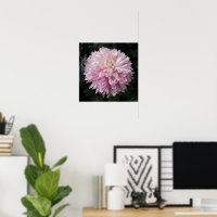 Chrysanthème Rose Fleurie Photographie Florale