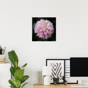 Poster Chrysanthème Rose Fleurie Photographie Florale