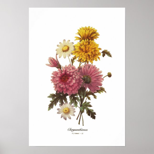 Poster Chrysanthèmes (Devant)