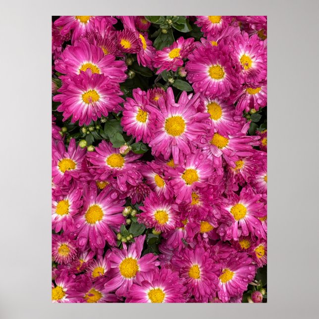 Poster Chrysanthèmes (Devant)