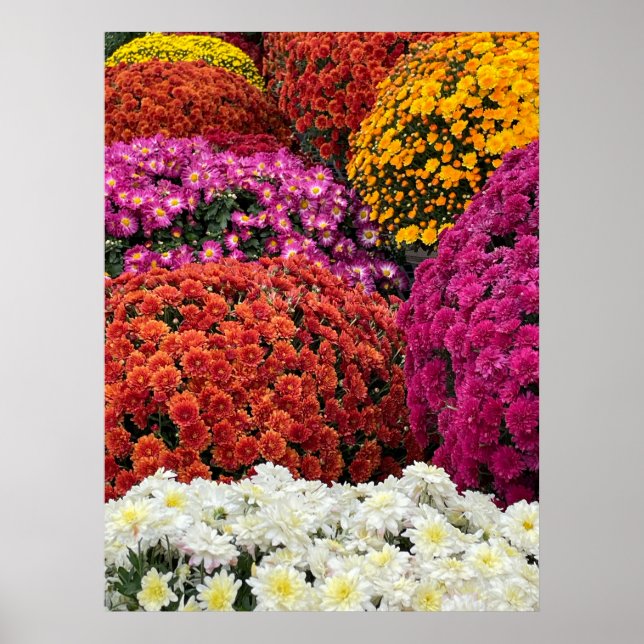 Poster Chrysanthèmes (Devant)