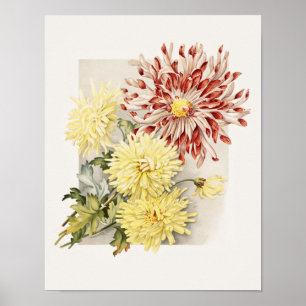 Poster Chrysanthèmes Vintages rose, blanc et jaune