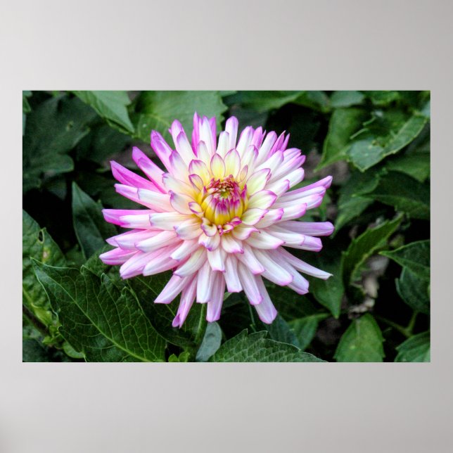 Poster Chrysanthemum, Bute Park, Cardiff, Pays de Galles (Devant)