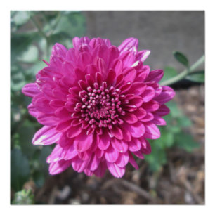Poster Chrysanthemum Fleur rouge foncé