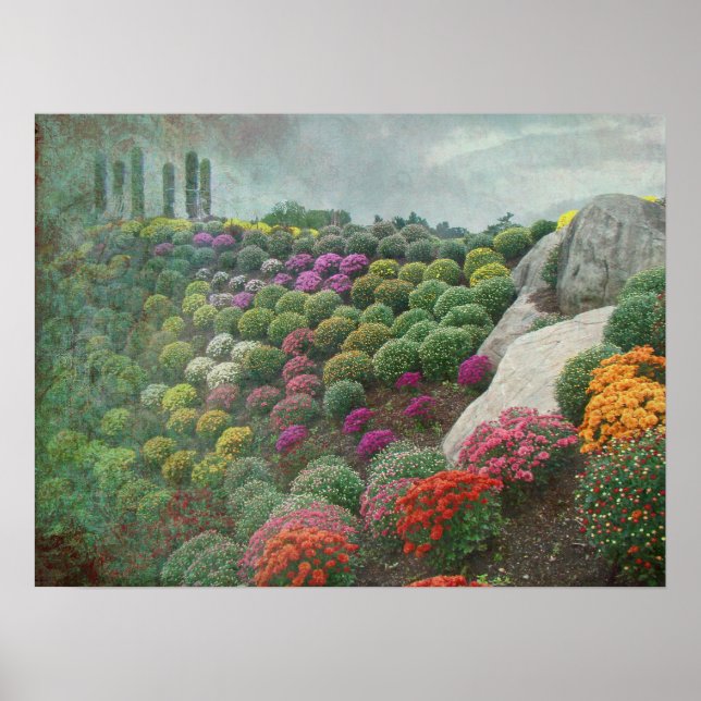Poster Chrysanthemum Hill Ott's Greenhouse Pennsylvania (Devant)