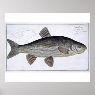 Poster Chub (Cyprinus Jeses) plaque VI de 'Ichthyologie,