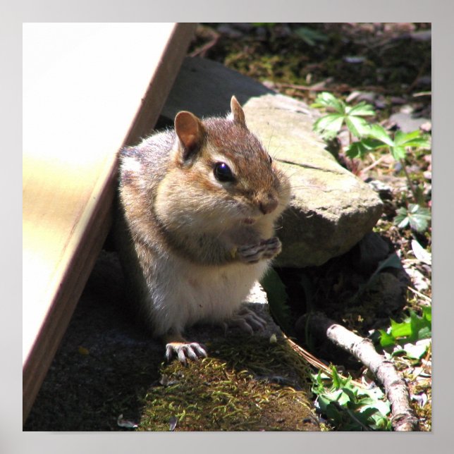 Poster Chubby Chipmunk (Devant)
