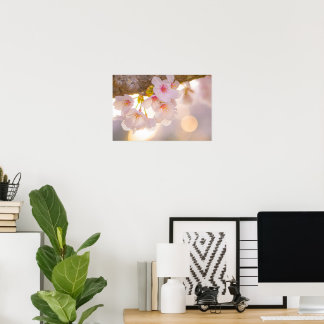 Poster Chuchotements de printemps – Cerisiers en fleurs a