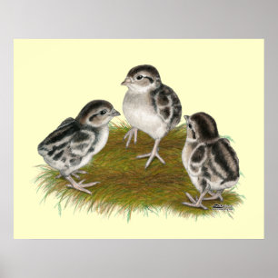 Poster Chukar Partridge Chicks