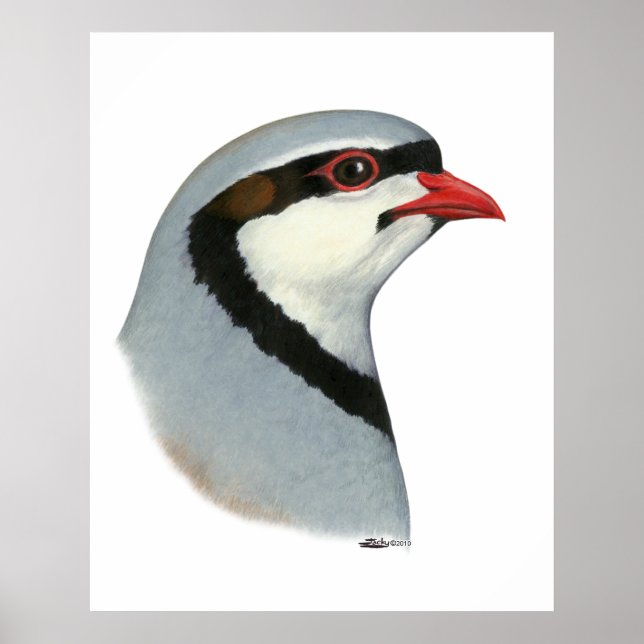 Poster Chukar : tête de perdrix (Devant)