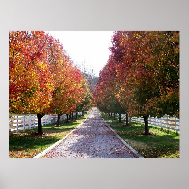 Poster Chute en Virginie Chute Foliage Arbres Feuilles Ph (Devant)