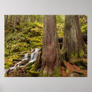 Poster Chutes de White Branch, Cascades de l'Oregon, Oreg