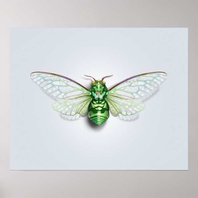 Poster Cicada (Devant)