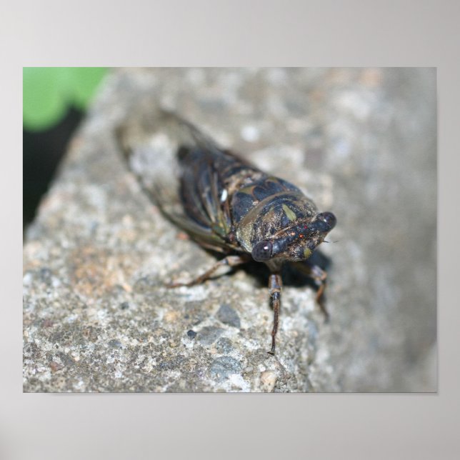 Poster Cicada Bug Up Close Insect (Devant)