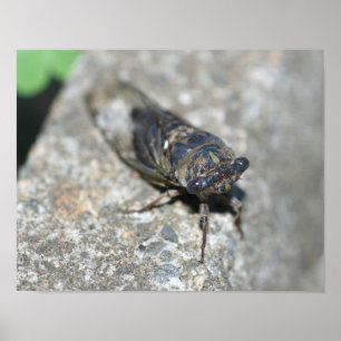 Poster Cicada Up Close Insect