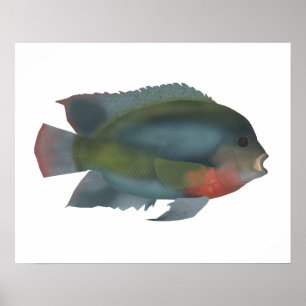 Poster Cichlide à tête rouge