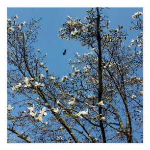 Poster ciel au printemps