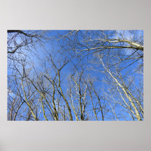 Poster Ciel bleu, Arbres en hiver