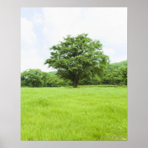 Poster Ciel bleu et champ d'herbe