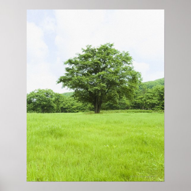Poster Ciel bleu et champ d'herbe (Devant)