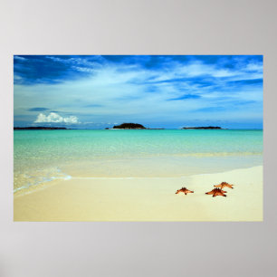Poster Ciel bleu, sable blanc et étoiles de mer  