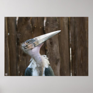 Poster Cigogne marabou