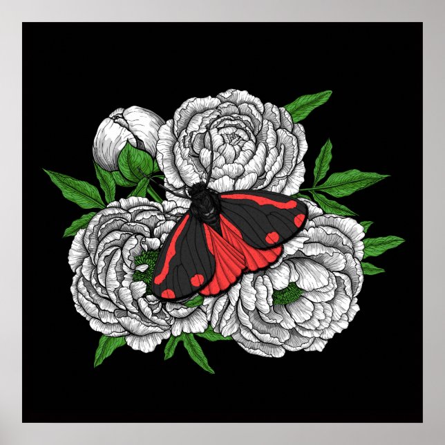 Poster Cinnabar moth (Devant)