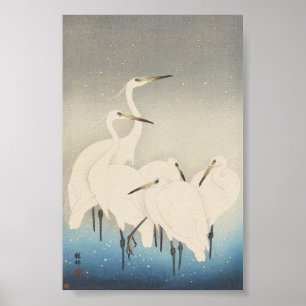 Poster Cinq aigrettes blanches