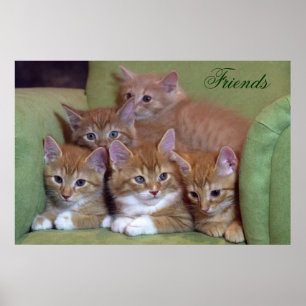 Poster Cinq chatons orange sur la chaise