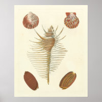Cinq d'un coquillage
