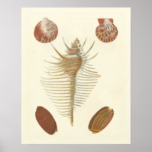 Poster Cinq d'un coquillage