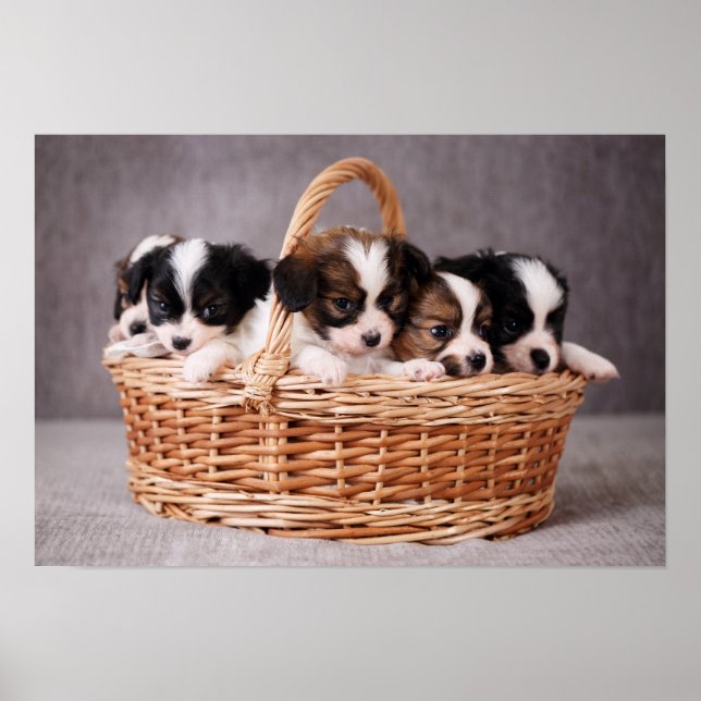 Poster Cinq mignons chiots dans un panier (Devant)