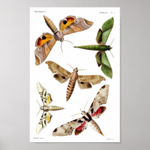 Poster Cinq mites de sphinx