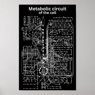 Poster Circuit métabolique de la cellule