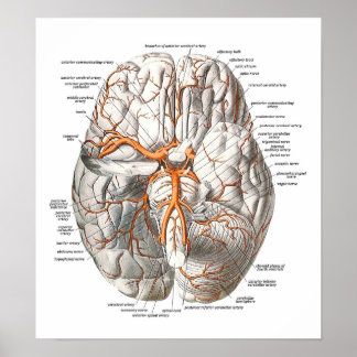 Poster Circulation du cerveau