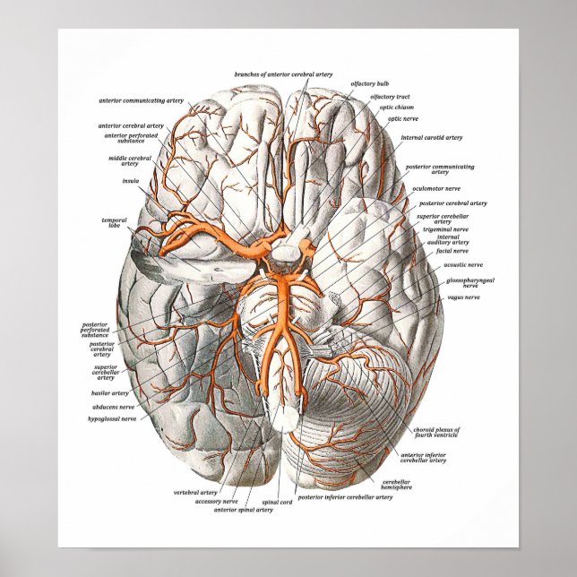 Poster Circulation du cerveau (Devant)