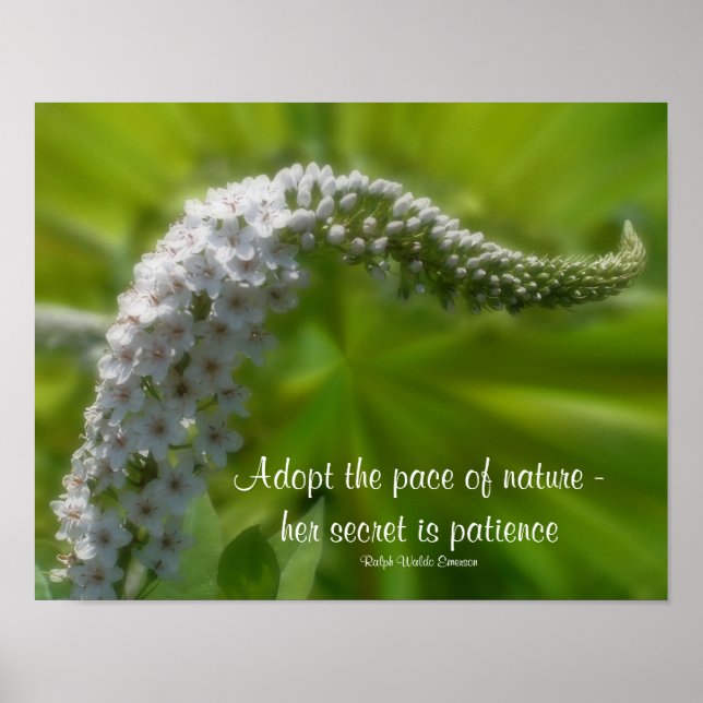 Poster Citation de patient Fleur blanche Inspiration (Devant)