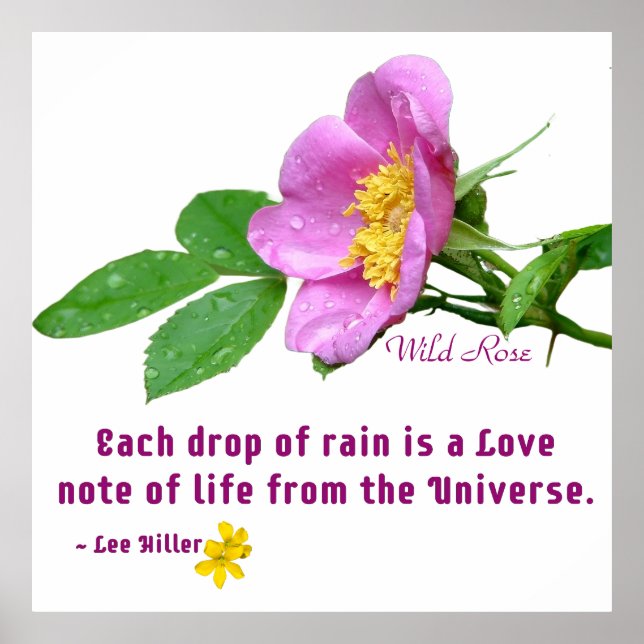 Poster Citation de pluie Rose sauvage (Devant)
