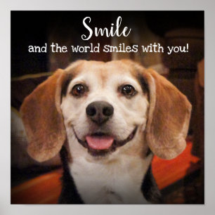 Poster Citation de sourire mignon chien Beagle photo sour