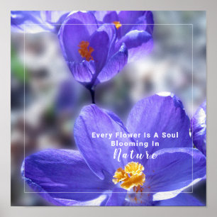 Poster Citation photo Crocus Purple